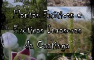 Plantas Exóticas e Exóticas Invasoras da Caatinga