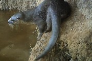 Lontra é identificada em novas áreas do Nordeste, incluindo regiões de Caatinga