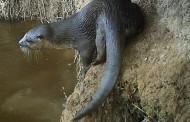 Lontra é identificada em novas áreas do Nordeste, incluindo regiões de Caatinga